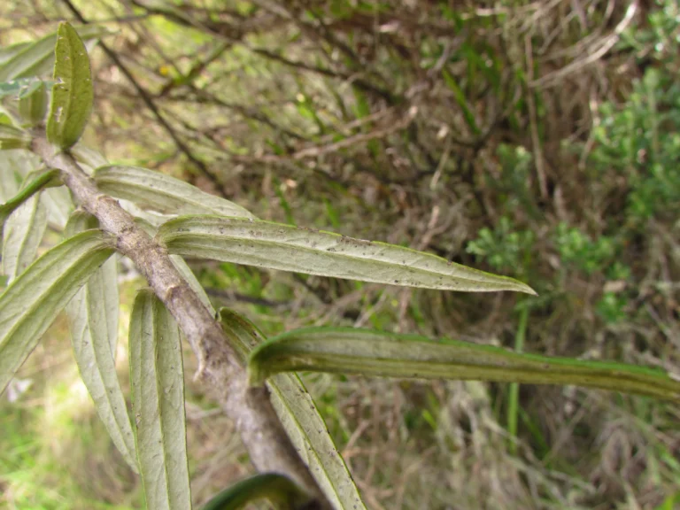 Baccharis leucocephala (9)
