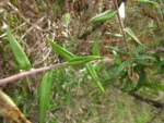 Baccharis leucocephala (8)