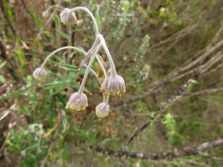 Baccharis leucocephala (4)