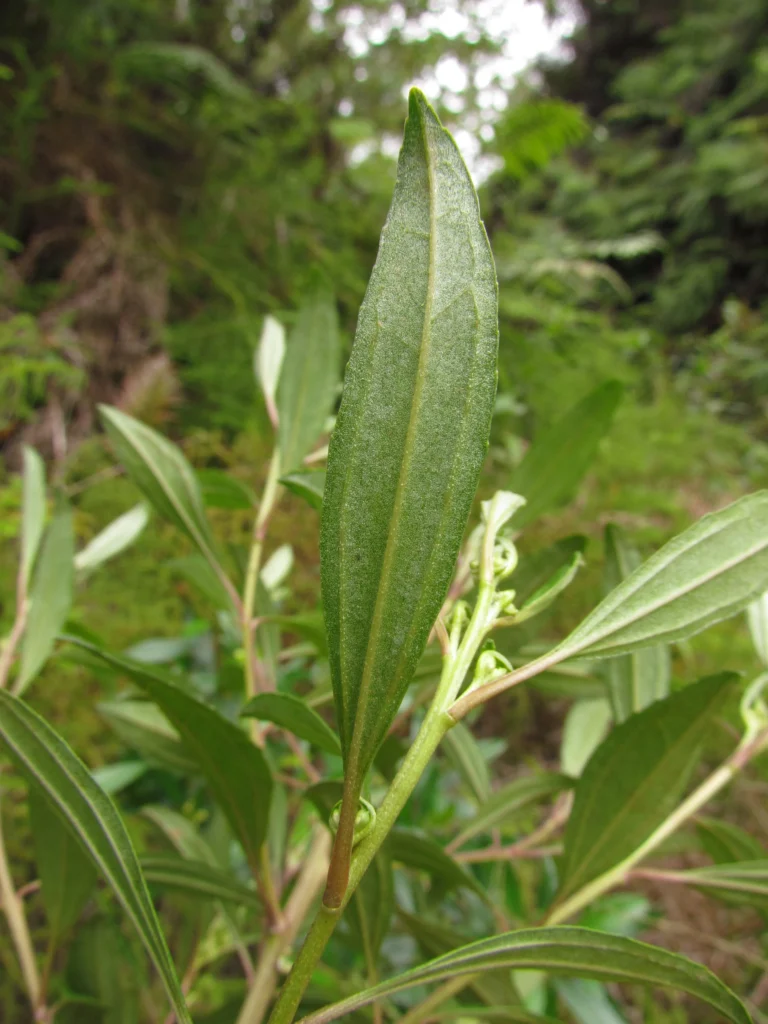 Baccharis lateralis (8)