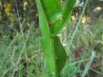 Baccharis jocheniana (11)