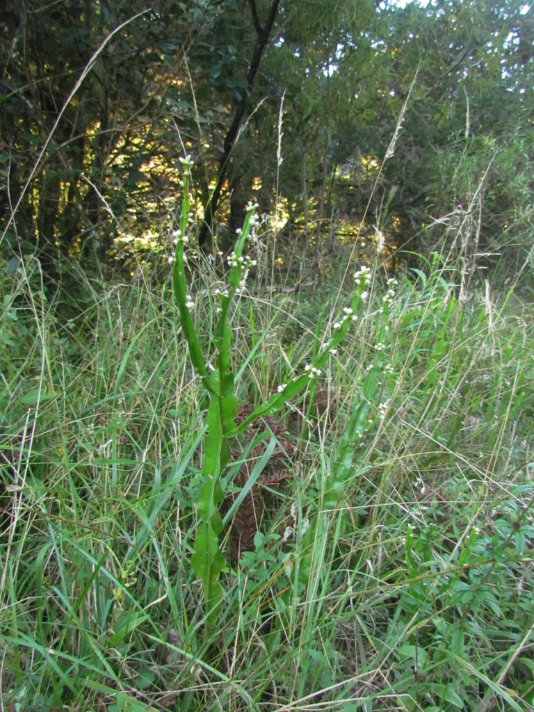 Baccharis jocheniana (12)