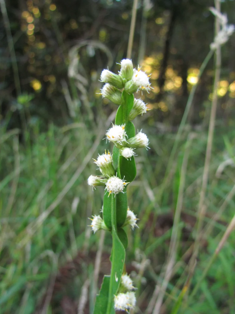 Baccharis jocheniana (9)