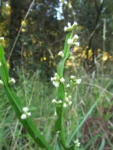 Baccharis jocheniana (5)