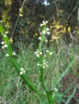 Baccharis jocheniana (2)