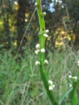 Baccharis jocheniana (3)