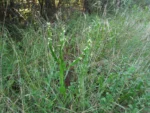 Baccharis jocheniana (1)