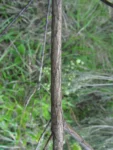 Baccharis incisa (12)