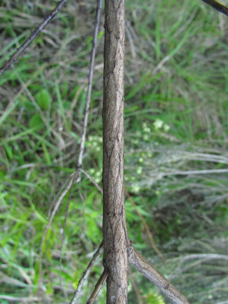 Baccharis incisa (12)