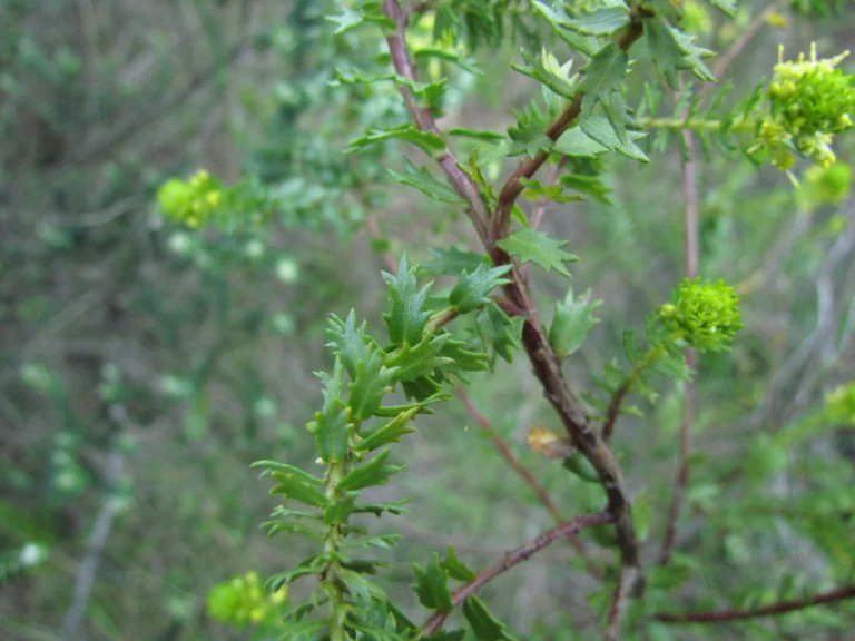 Baccharis incisa (8)