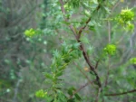 Baccharis incisa (6)