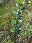 Baccharis illinita (4)