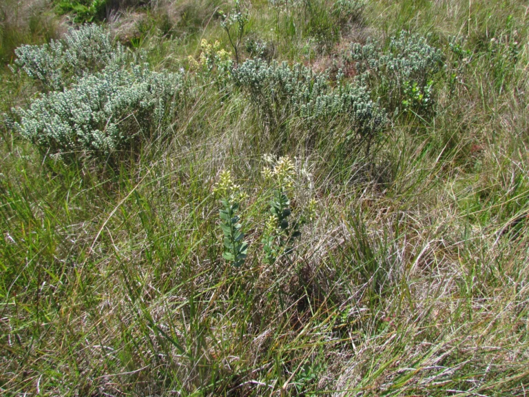 Baccharis illinita (1)