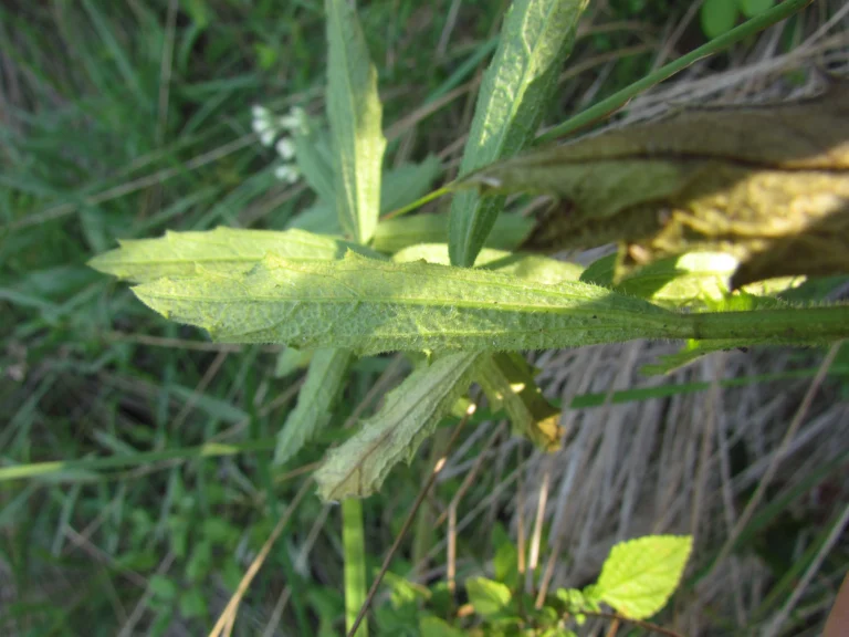 Baccharis hirta (11)