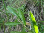 Baccharis hirta (9)