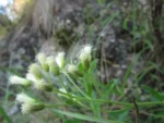 Baccharis hirta (3)