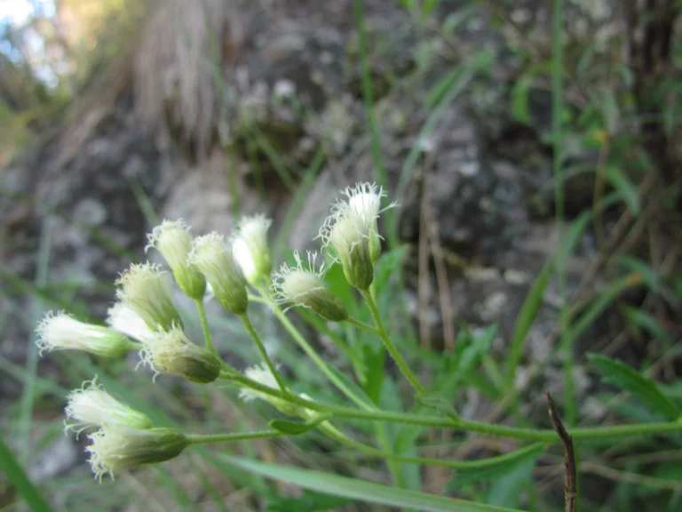 Baccharis hirta (3)