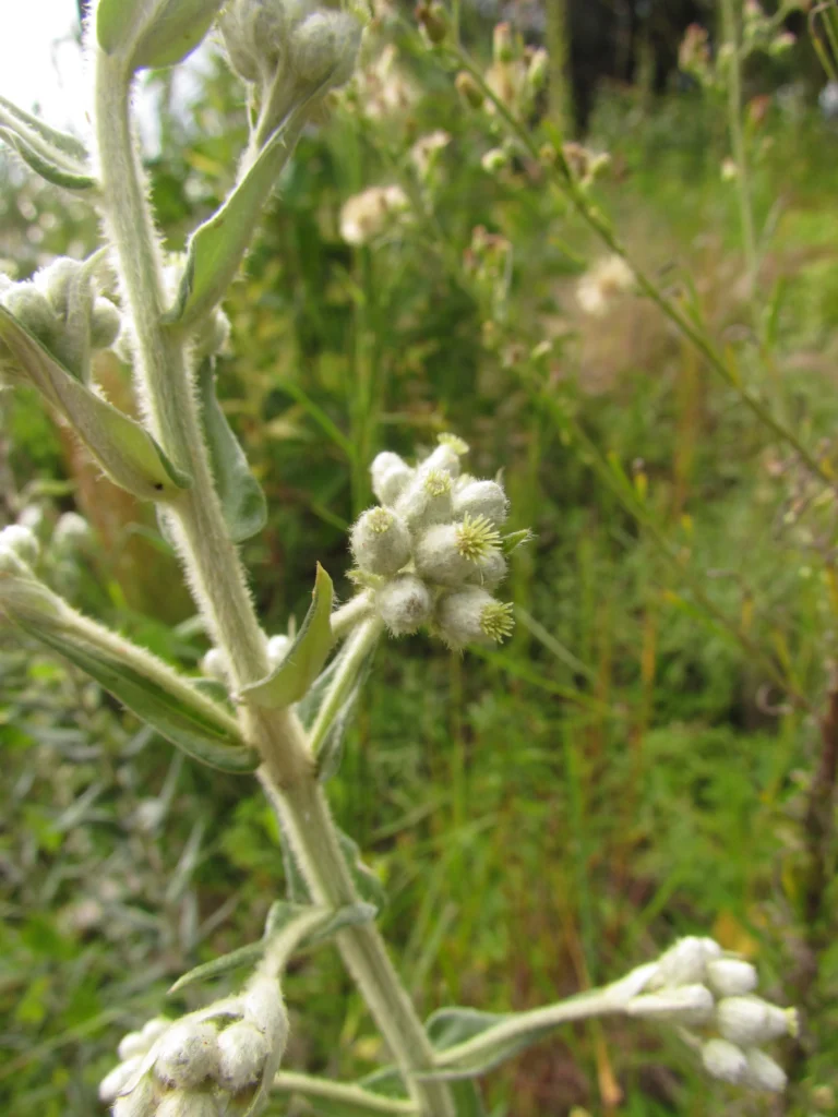 Baccharis helychrisoides (25)