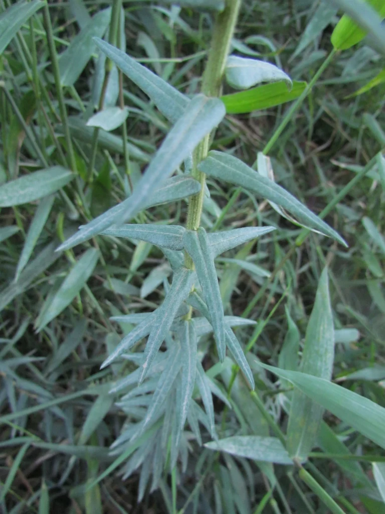 Baccharis helychrisoides (18)