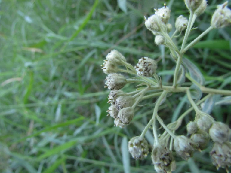 Baccharis helychrisoides (17)