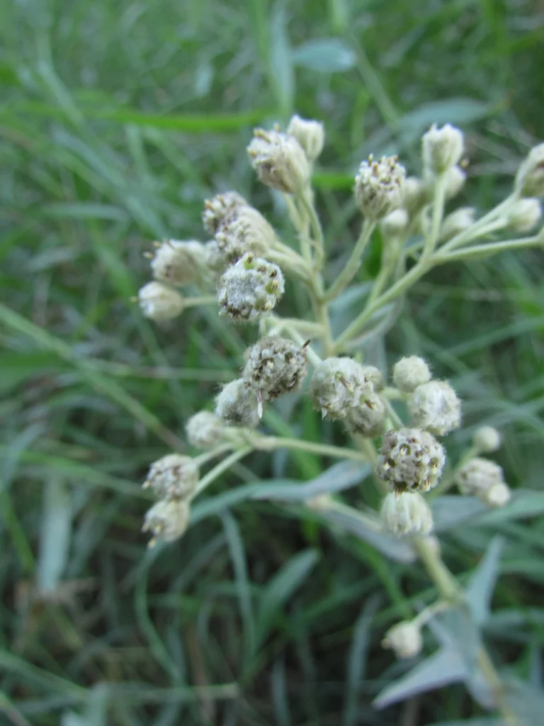 Baccharis helychrisoides (14)