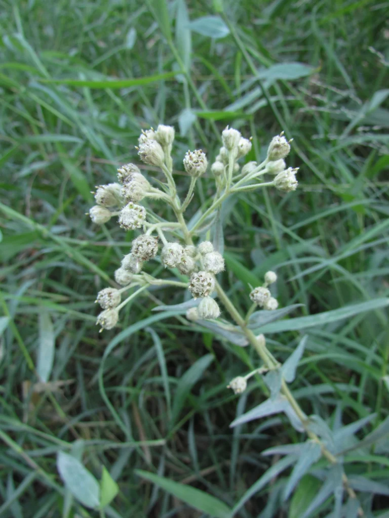Baccharis helychrisoides (13)