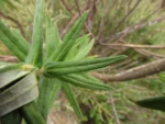 Baccharis helychrisoides (10)