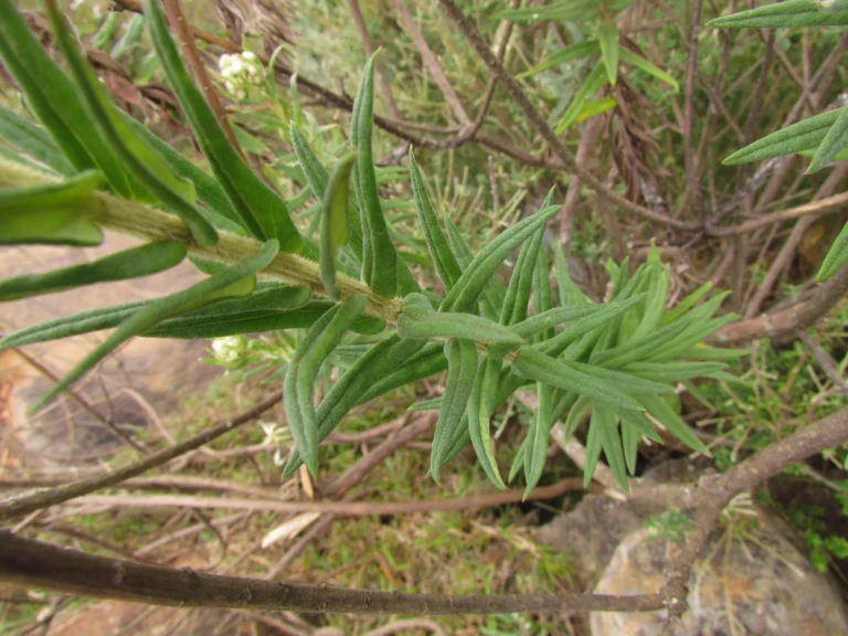 Baccharis helychrisoides (8)