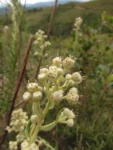 Baccharis helychrisoides (6)
