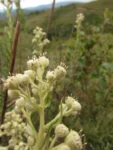 Baccharis helychrisoides (7)