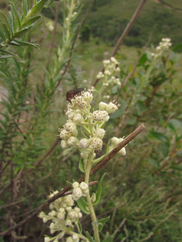 Baccharis helychrisoides (3)