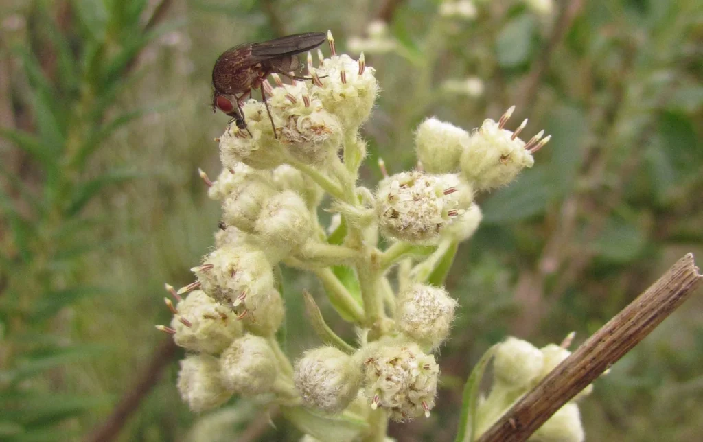 Baccharis helychrisoides (4)