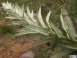 Baccharis helychrisoides (1)