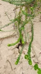 Baccharis gnaphalioides (4)