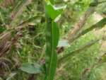 Baccharis glaziovii (27)