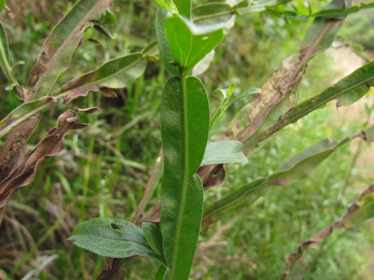 Baccharis glaziovii (27)