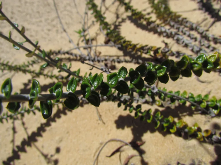 Baccharis gnaphalioides (2)