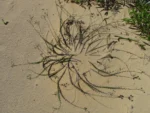 Baccharis gnaphalioides (3)