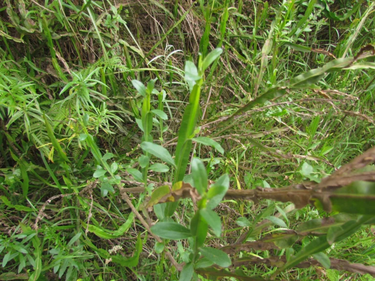 Baccharis glaziovii (26)