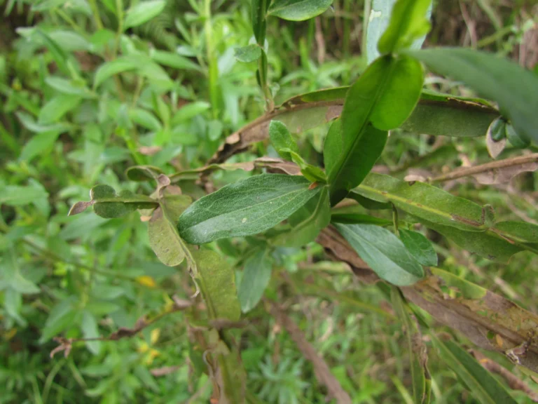 Baccharis glaziovii (21)