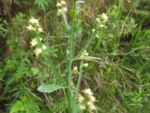 Baccharis glaziovii (23)