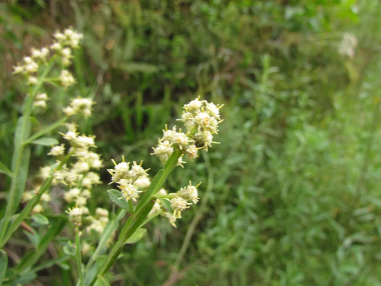 Baccharis glaziovii (17)