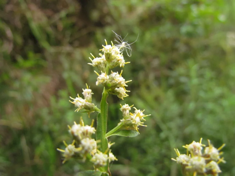 Baccharis glaziovii (18)