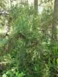 Baccharis glaziovii (1)