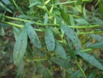 Baccharis flexuosiramosa (28)