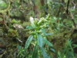 Baccharis flexuosiramosa (24)