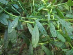 Baccharis flexuosiramosa (20)