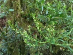 Baccharis flexuosiramosa (16)