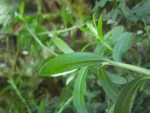 Baccharis flexuosiramosa (17)