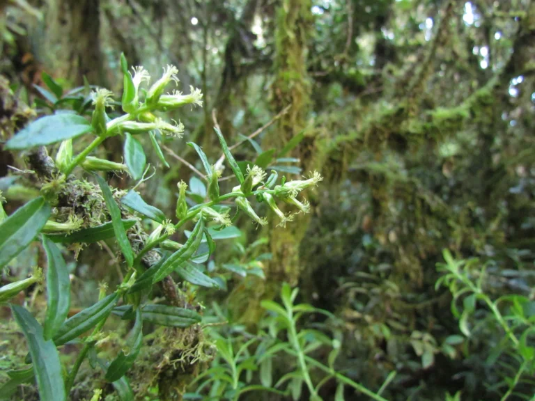 Baccharis flexuosiramosa (12)